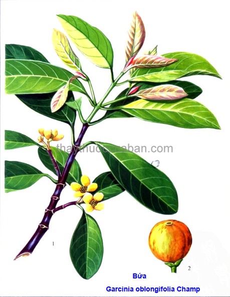 Cây Bứa. Garcinia oblongifolia Champ - Cây Thuốc Nam Quanh Ta